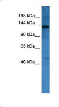 Anti-AFF1 antibody produced in rabbit affinity isolated antibody