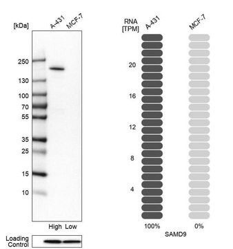 Anti-SAMD9 antibody produced in rabbit Prestige Antibodies&#174; Powered by Atlas Antibodies, affinity isolated antibody, buffered aqueous glycerol solution, Ab2