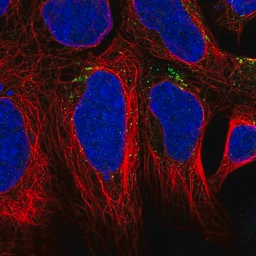 Anti-AGPAT4 antibody produced in rabbit Prestige Antibodies&#174; Powered by Atlas Antibodies, affinity isolated antibody