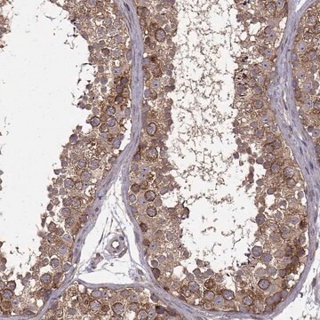 Anti-URI1 antibody produced in rabbit Prestige Antibodies&#174; Powered by Atlas Antibodies, affinity isolated antibody