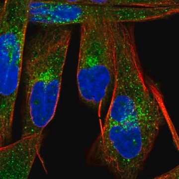 Anti-LBH antibody produced in rabbit Prestige Antibodies&#174; Powered by Atlas Antibodies, affinity isolated antibody, buffered aqueous glycerol solution