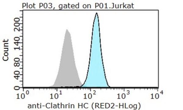 Anti-Clathrin Heavy Chain Antibody, clone 6F10.1 clone 6F10.1, from mouse