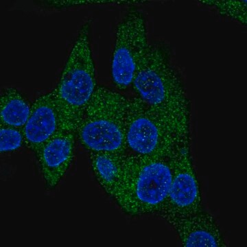 Anti-PDE3B antibody produced in rabbit Prestige Antibodies&#174; Powered by Atlas Antibodies, affinity isolated antibody