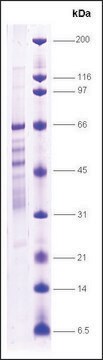 PPAR, &#947; human recombinant, expressed in E. coli, &#8805;70% (SDS-PAGE)