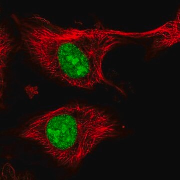 Anti-ZFP91 antibody produced in rabbit Prestige Antibodies&#174; Powered by Atlas Antibodies, affinity isolated antibody