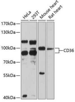 Anti-CD36 antibody produced in rabbit