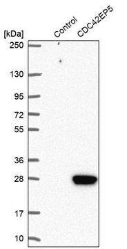 Anti-CDC42EP5 antibody produced in rabbit Prestige Antibodies&#174; Powered by Atlas Antibodies, affinity isolated antibody, buffered aqueous glycerol solution