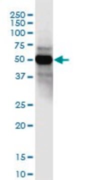 Anti-CCDC8 antibody produced in mouse purified immunoglobulin, buffered aqueous solution