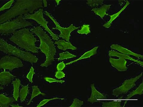 Monoclonal Anti-CTLA4 antibody produced in mouse clone 2F1, purified immunoglobulin, buffered aqueous solution