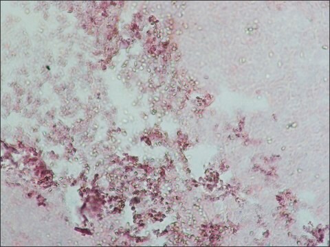 Anti-Human IgG (whole molecule) antibody produced in goat whole antiserum