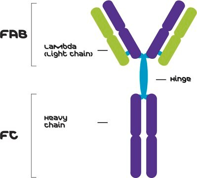 IgG3, Lambda from murine myeloma clone Y5606, purified immunoglobulin, buffered aqueous solution