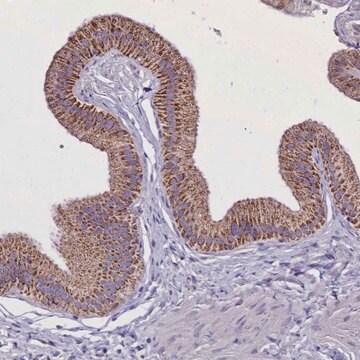 Anti-WDFY3 antibody produced in rabbit Prestige Antibodies&#174; Powered by Atlas Antibodies, affinity isolated antibody, buffered aqueous glycerol solution