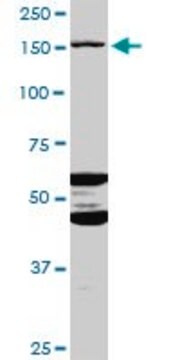 Anti-ABCC11 antibody produced in mouse purified immunoglobulin, buffered aqueous solution