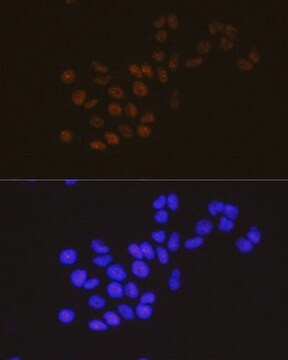 Anti- METTL3 antibody produced in rabbit