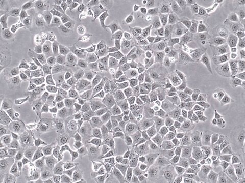 PyMT-1099 Mouse Mammary Tumor EMT Model Cell Line