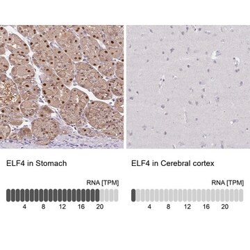 Anti-ELF4 antibody produced in rabbit Prestige Antibodies&#174; Powered by Atlas Antibodies, affinity isolated antibody, buffered aqueous glycerol solution