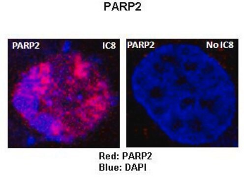 Anti-PARP2 affinity isolated antibody