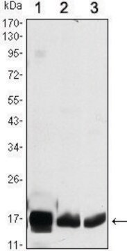 Monoclonal Anti-COX4I1 antibody produced in mouse clone 6B3, ascites fluid