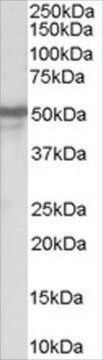 Anti-Neuropeptide Y Receptor Y5 antibody produced in goat affinity isolated antibody, buffered aqueous solution