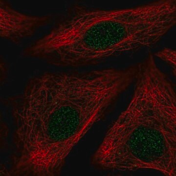 Anti-ID1 antibody produced in rabbit Prestige Antibodies&#174; Powered by Atlas Antibodies, affinity isolated antibody