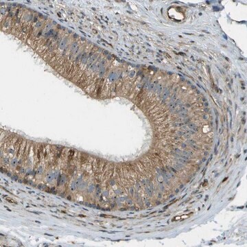 Anti-LRP12 antibody produced in rabbit Prestige Antibodies&#174; Powered by Atlas Antibodies, affinity isolated antibody, buffered aqueous glycerol solution