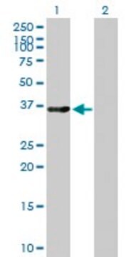 Anti-LMOD1 antibody produced in mouse purified immunoglobulin, buffered aqueous solution