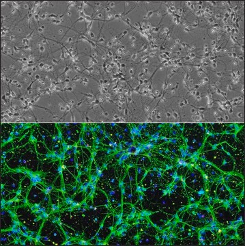 Rat Spinal Cord Neurons: RSpN