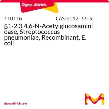 &#946;1-2,3,4,6-N-Acetylglucosaminidase, Streptococcus pneumoniae, Recombinant, E. coli