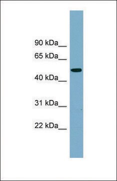 Anti-PRSS16 antibody produced in rabbit affinity isolated antibody