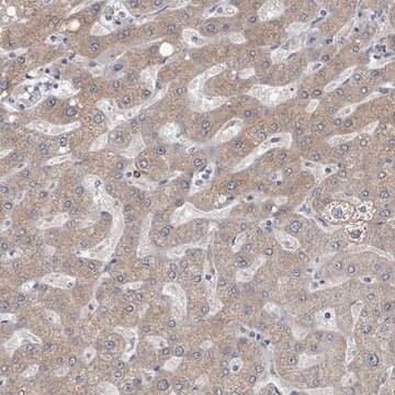 Anti-AKR1C4 antibody produced in rabbit Prestige Antibodies&#174; Powered by Atlas Antibodies, affinity isolated antibody, buffered aqueous glycerol solution