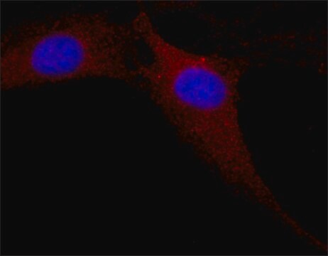 抗MAPキナーゼ, 活性化 (二リン酸化型ERK-1&amp;2)抗体, マウスモノクローナル clone MAPK-YT, purified from hybridoma cell culture