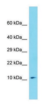 Anti-MZT1 antibody produced in rabbit affinity isolated antibody