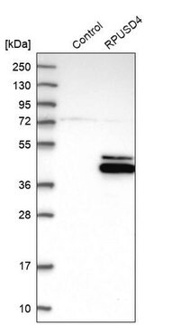 Anti-RPUSD4 antibody produced in rabbit Prestige Antibodies&#174; Powered by Atlas Antibodies, affinity isolated antibody, buffered aqueous glycerol solution