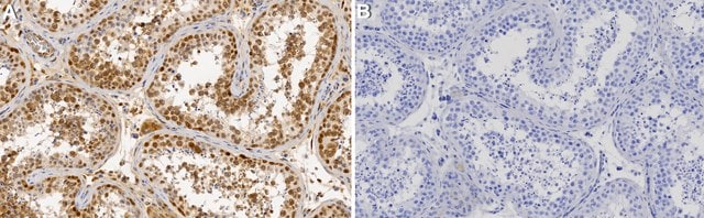 Anti-DDX4 Antibody, clone 1J11 ZooMAb&#174; Rabbit Monoclonal recombinant, expressed in HEK 293 cells