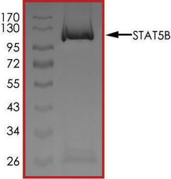 STAT5B Protein recombinant