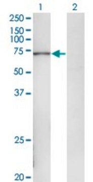 Monoclonal Anti-POLA2 antibody produced in mouse clone 2A8, purified immunoglobulin, buffered aqueous solution