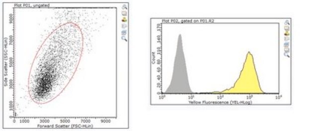 Anti-Delta-like protein 1 Antibody, clone PGPM-1F9 clone PGPM-1F9, from rat