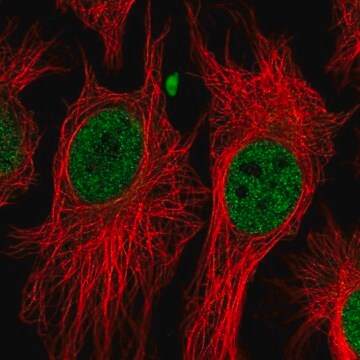 Anti-BAP1 antibody produced in rabbit Prestige Antibodies&#174; Powered by Atlas Antibodies, affinity isolated antibody