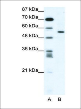 Anti-RUNX2 (AB1) antibody produced in rabbit IgG fraction of antiserum