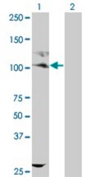 ANTI-KIT antibody produced in mouse clone 1D3, purified immunoglobulin, buffered aqueous solution