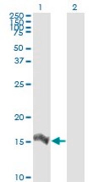 Monoclonal Anti-IL8 antibody produced in mouse clone 6G4, purified immunoglobulin, buffered aqueous solution