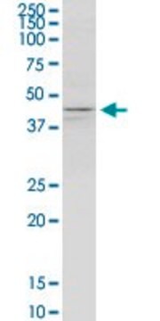 Monoclonal Anti-KCNJ5 antibody produced in mouse clone 8D2, purified immunoglobulin