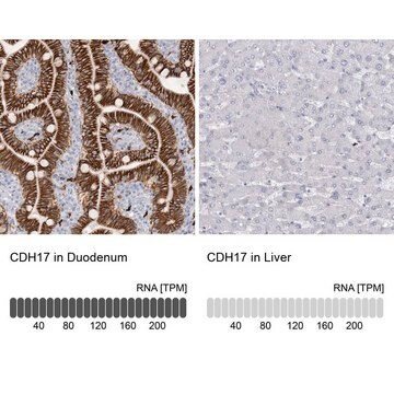 Anti-CDH17 antibody produced in rabbit Prestige Antibodies&#174; Powered by Atlas Antibodies, affinity isolated antibody, buffered aqueous glycerol solution, Ab3