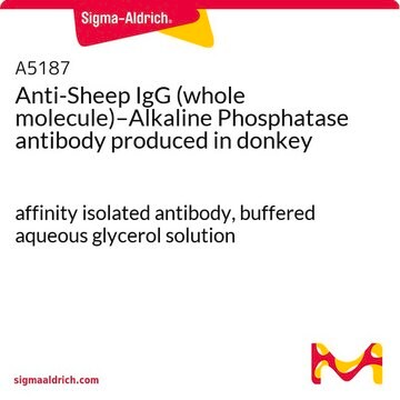 Anti-Sheep IgG (whole molecule)–Alkaline Phosphatase antibody produced in donkey affinity isolated antibody, buffered aqueous glycerol solution