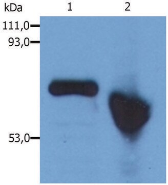 Monoclonal Anti-alphaFetoprotein antibody produced in mouse clone AFP-01