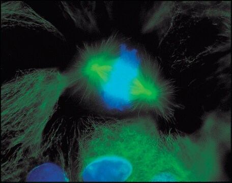 抗マウスIgG (全分子)–FITC ヤギ宿主抗体 affinity isolated antibody, buffered aqueous solution