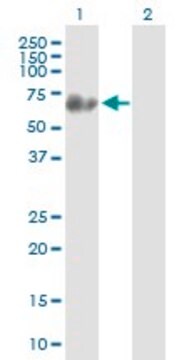 Anti-SYN3 antibody produced in mouse IgG fraction of antiserum, buffered aqueous solution