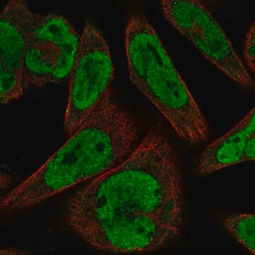 Anti-GLI1 antibody produced in rabbit Prestige Antibodies&#174; Powered by Atlas Antibodies, affinity isolated antibody