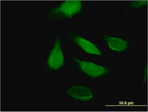 Monoclonal Anti-KIAA1008 antibody produced in mouse clone 2C7, purified immunoglobulin, buffered aqueous solution