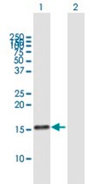 Anti-MDK antibody produced in mouse purified immunoglobulin, buffered aqueous solution